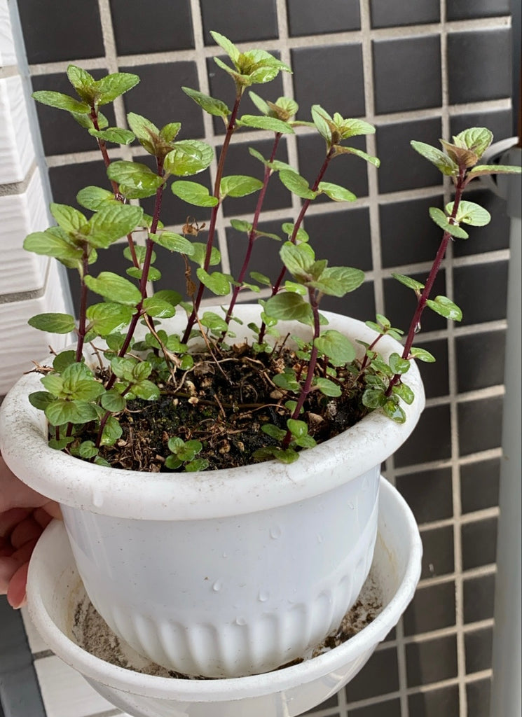 ミントさんの春