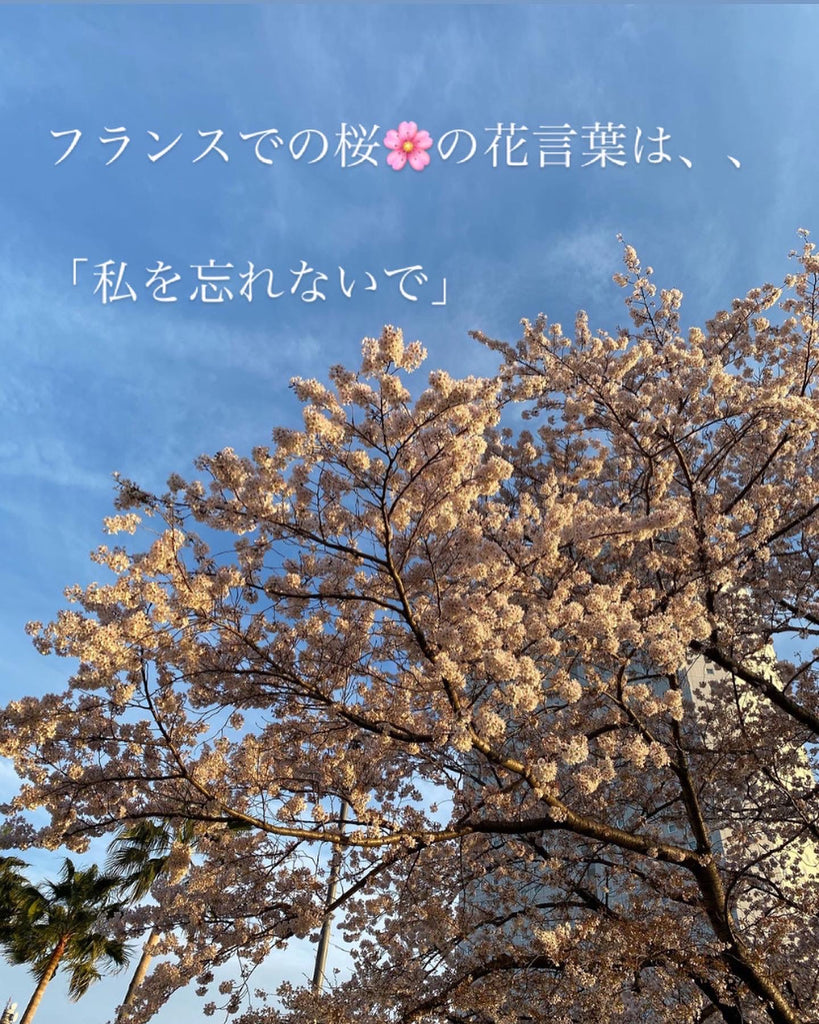 桜の花言葉