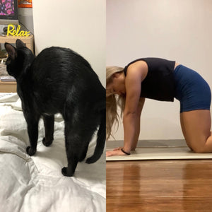 しなやかな背骨をつくる猫のポーズ