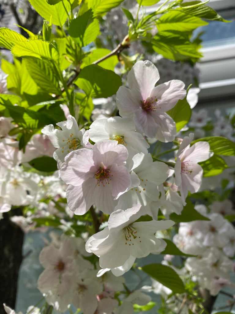 まるで春のよう🌸